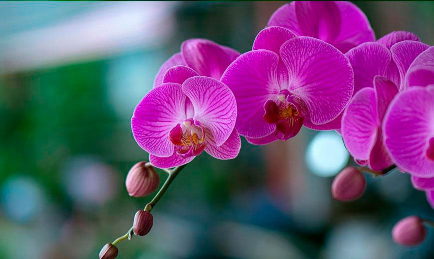 Орхидея – корни, листья, цветок. Описание особенностей строения.